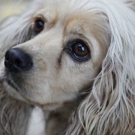 Les chiens, ces grands communicants