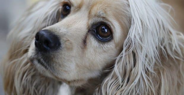 Les chiens, ces grands communicants