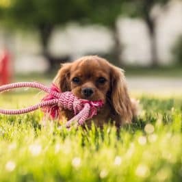 Comment débarrasser mon chien des parasites ?