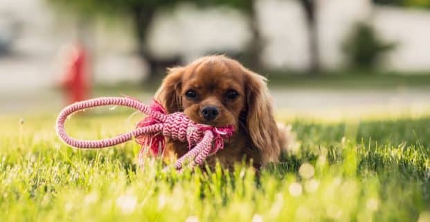 Comment débarrasser mon chien des parasites ?