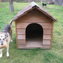 Chenil extérieur : les clefs pour un chien heureux