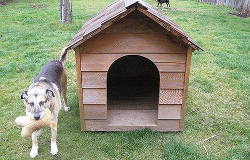 Chenil extérieur : les clefs pour un chien heureux