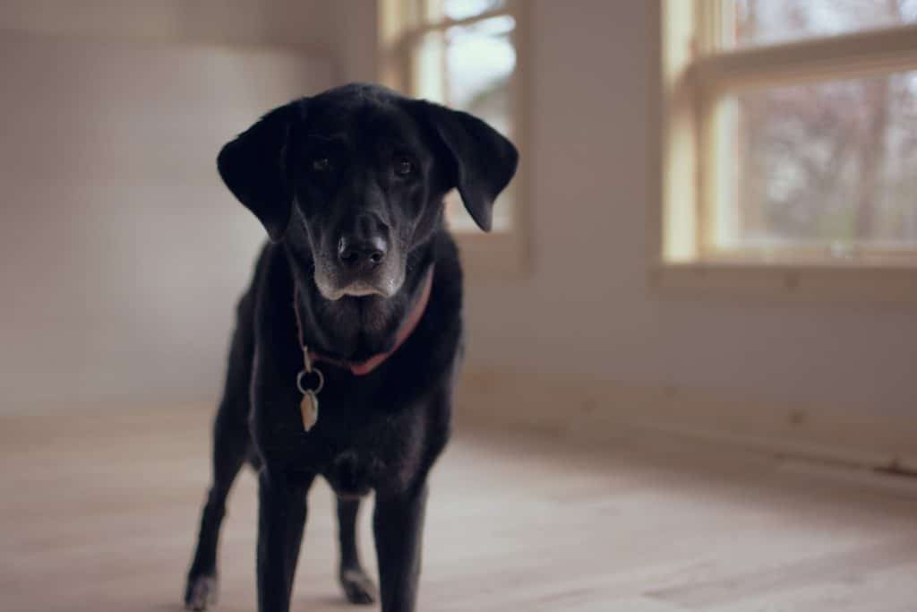 labrador noir en maison triste