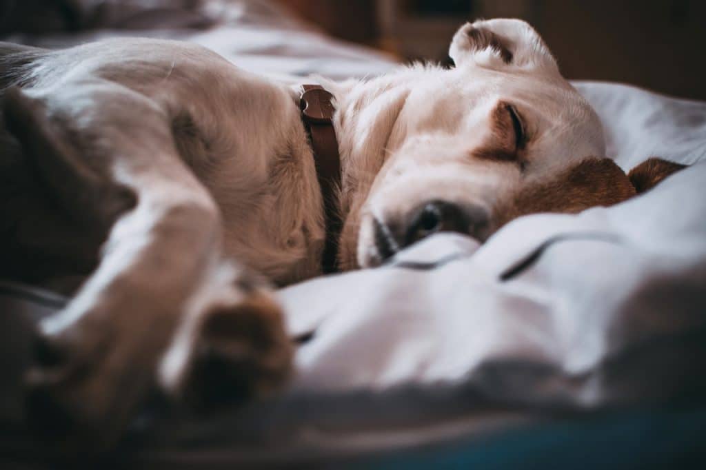 chien endromi sur couverture et panier