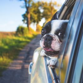 Que faire de son chien pendant les vacances ?