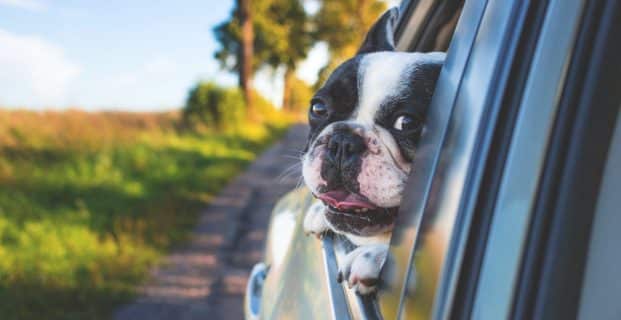 Que faire de son chien pendant les vacances ?