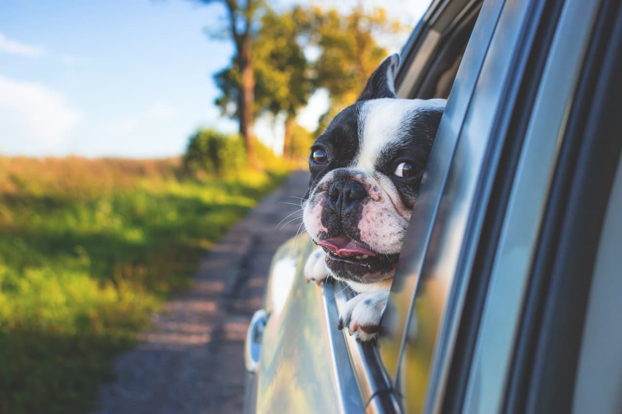 Chien par la fenêtre d'une voiture