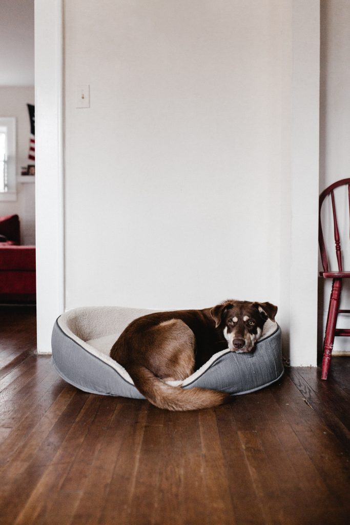 Un chien dans son panier