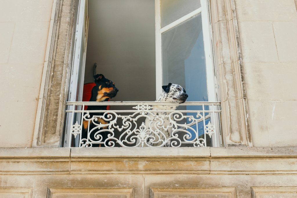 Deux chiens qui regardent par la fenêtre