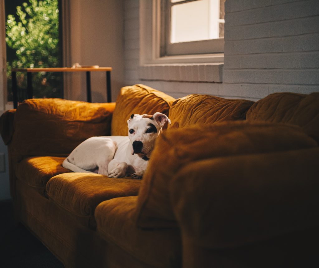 Un chien sur un canapé jaune