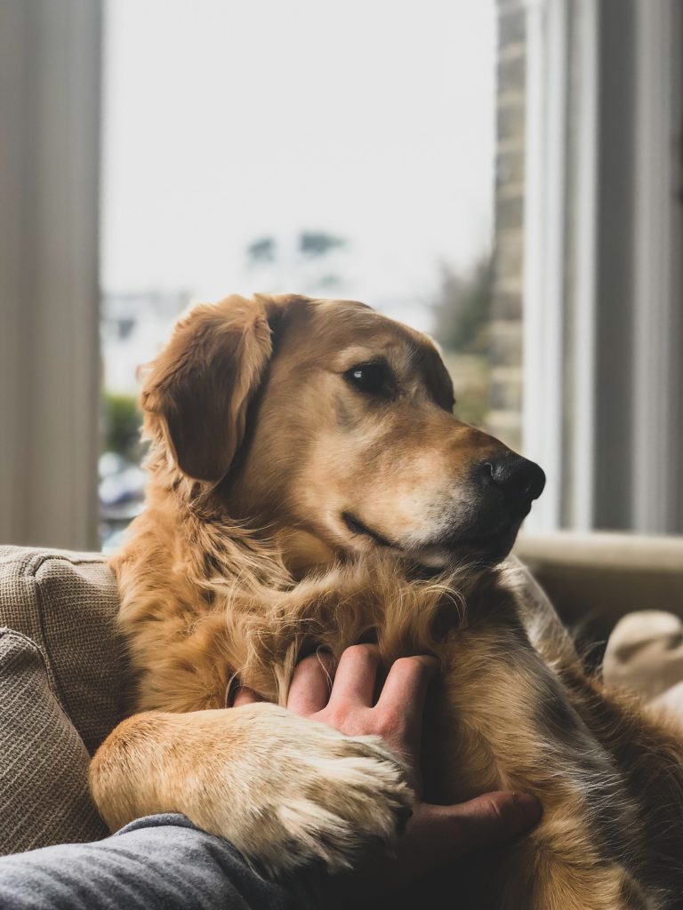 Un chien qui demande des caresses