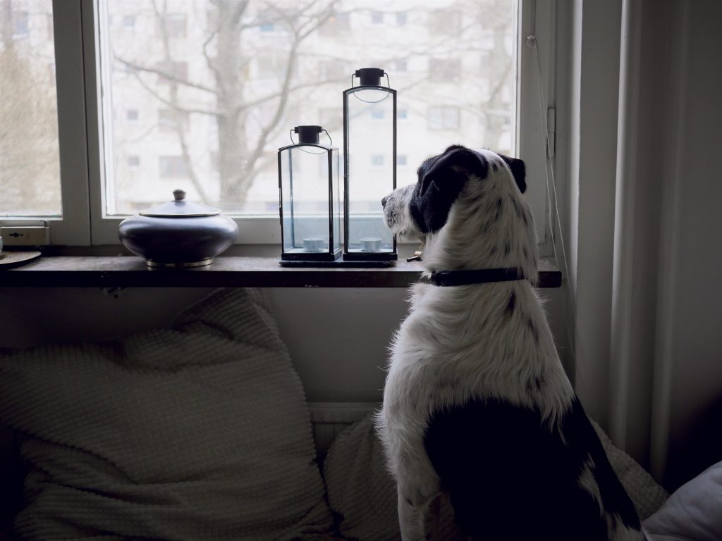 Un chien sur un canapé qui regarde dehors