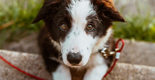 Quels traitements pour soigner une rupture des ligaments croisés chez le chien ?