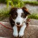 Comment devenir éducateur canin pour chien d’aveugle ?