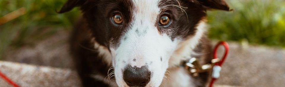 Quels traitements pour soigner une rupture des ligaments croisés chez le chien ?