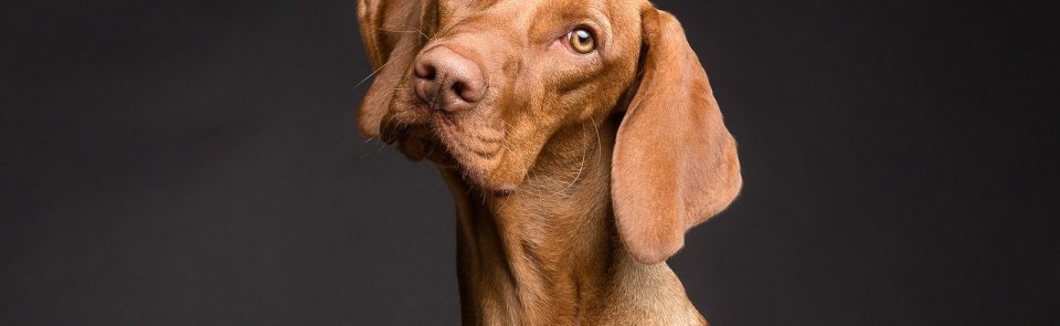 Qu’est-ce qu’un chien LOF ?
