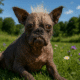 Les chiens les plus insolites : Top 10 des chiens au look surprenant »
